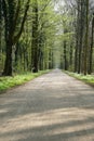 Empty forest path in spring Royalty Free Stock Photo
