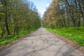 Empty forest road in spring Royalty Free Stock Photo