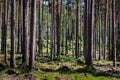 Many thick pine long trunks