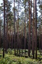 Many thick pine long trunks