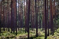 Many thick pine long trunks