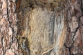 Empty frame carved on a tree trunk bark, copy space, closeup view Royalty Free Stock Photo