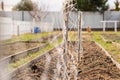 An empty garden bed after winter is ready for planting climbing plants with a trellis net Royalty Free Stock Photo