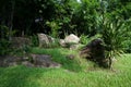 Empty garden in the forest