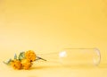 An empty glass beer bottle lies on a yellow background with three roses sticking out of it