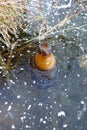 An empty glass bottle was frozen in the ice of the lake. Environmental pollution. Ecology Royalty Free Stock Photo