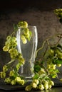 Empty glass and hops on dark background Royalty Free Stock Photo