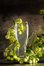 Empty glass and hops on dark background Royalty Free Stock Photo