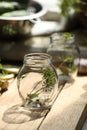 Empty glass jar and ingredients prepared for canning on wooden table Royalty Free Stock Photo