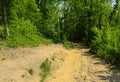 An empty gravel path in a dense green forest surrounded by tall Royalty Free Stock Photo