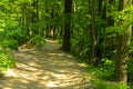 An empty gravel path in a dense green forest surrounded by tall Royalty Free Stock Photo