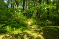 An empty gravel path in a dense green forest surrounded by tall