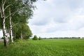 Empty green grass wheat field with trees on side, nature rural landscape background Royalty Free Stock Photo