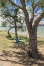 Lakeside hammock hanging between trees sunny day