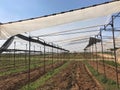 Greenhouse nursery with prepared soil for new plantation, agriculture concept