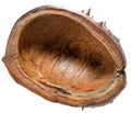 Empty half of a dry, prickly horse chestnut husk. Isolated background Royalty Free Stock Photo