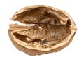 Empty half of walnut shell isolated on white