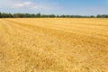 Empty harvested dutch grain field Royalty Free Stock Photo