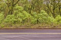 Empty Highway at Forest, Galapagos, Ecuador