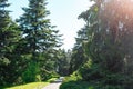 Empty highway road at high coniferous pine trees forest. Scenic roadway landscape in spring summer sunny day. European