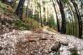 Empty hiking trail in forest Royalty Free Stock Photo