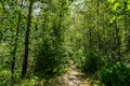 Empty hiking trail in Golden Ears Provincial Park British Columbia Canada Royalty Free Stock Photo