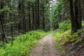 Empty hiking trail in the Paul Lake Provincial Park British Columbia Canada Royalty Free Stock Photo