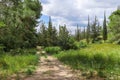 Empty hiking trail in the pine tree Royalty Free Stock Photo