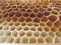 Empty honeycomb texture pattern background