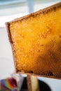 Empty Honeycombs of a Beehive Close Up Royalty Free Stock Photo