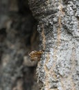 Empty hornet clearwing, Sesia apiformis pupa sticking out of aspen wood after the moth emerged