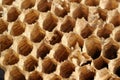 Empty Hornet Nest Cells