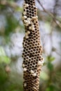 Empty hornet nest hive Royalty Free Stock Photo