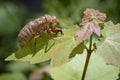 An empty husk is all that remains after a 17-year cicada has gone through its transformation. Royalty Free Stock Photo