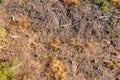 Empty land in the place of a deforestation aerial top view