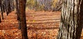 An empty leafy alley in Autumn Park, Siberia, Russia