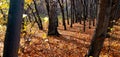 An empty leafy alley in Autumn Park, Siberia, Russia