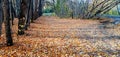 An empty leafy alley in Autumn Park, Siberia, Russia