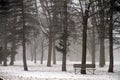 Empty Lonely Bench in Winter Forest with Tall Pines - Horizontal