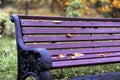 Empty lonely bright wooden violet bench in the city park with dry orange yellow leaves. Autumn, fall season, sad Royalty Free Stock Photo