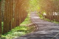 Empty lonely road through rubber tree plantation with rows of pl