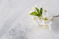 Empty marble board for product display with cherry blossoms flowers . Spa and body care