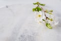 Empty marble board for product display with cherry blossoms flowers . Spa and bodycare