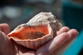 Empty marine mollusc shell seashell on hand close view