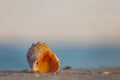 empty marine shell lie on the sandy sea beach