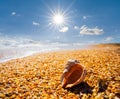 Empty marine shell lie on a sandy sea beach under a sparkle sun