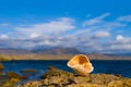 empty marine shell on sea coast