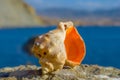 empty marine shell on a stone near sea coast