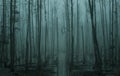 Empty, misty swamp in the moody forest Royalty Free Stock Photo