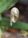 Empty monarch butterfly pupae Royalty Free Stock Photo